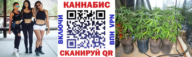 как найти наркотики  Приозерск  Шишки марихуана индика 